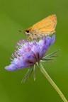 Thymelicus lineola Thymelicus lineola