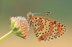 Melitaea.....
