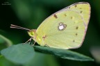 Colias Crocea Colias Crocea