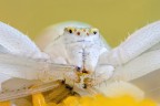 Thomisidae, il ragno granchio Thomisidae, il ragno granchio