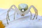 Thomisidae, il  ragno granchio2