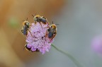Nel pianeta delle api Nel pianeta delle api