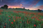 Poppies landscape Poppies landscape