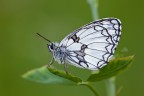 Melanargia galathea Melanargia galathea
