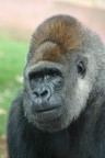 Gorilla Gorilla