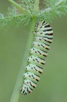 Papilio machaon (Linnaeus 1758) Papilio machaon (Linnaeus 1758)