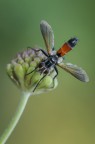 Cylindromyia Brassicaria Cylindromyia Brassicaria