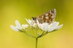 Pyrgus carthami Pyrgus carthami
