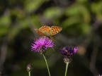 Farfalla sul fiore Farfalla sul fiore