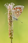 Polyommatus bellargus Polyommatus bellargus
