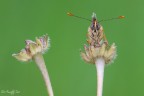 Melitaea Melitaea