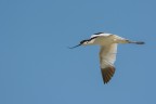 Avocetta (Recurvirostra avosetta)