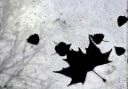 Fallen Fallen