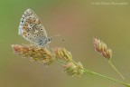 Polyommatus bellargus Polyommatus bellargus