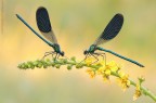 Calopteryx splendens... Calopteryx splendens...