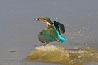 Martin a pesca Martin a pesca