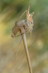 Cricket gold Cricket gold
