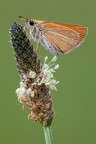 Thymelicus sylvestris Thymelicus sylvestris