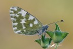 Pontia edusa (Fabricius, 1777) Pontia edusa (Fabricius, 1777)