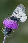 Parnassius mnemosyne Parnassius mnemosyne