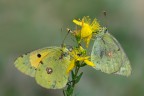 colias crocea