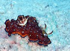 Nudibranco Nudibranco