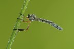 Asilide Asilide