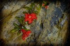 simply red simply red