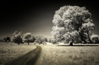 Trees Trees