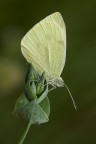 Pieris Pieris