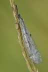 Distoleon Tetragrammicus Distoleon Tetragrammicus