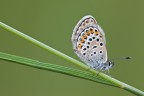 Plebeius idas Plebeius idas