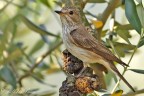 Pigliamosche (Muscicapa striata) Pigliamosche (Muscicapa striata)