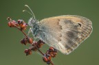 Coenonympha pamphilus