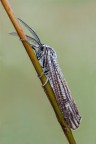 Coscinia striata Arctidae