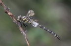trinacria trinacria