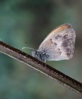 C. Pamphilus... C. Pamphilus...