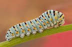Papilio Macaone Papilio Macaone