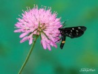 Amata (Syntomis) phegea Amata (Syntomis) phegea