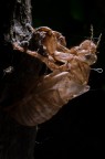 Alien: Resurrection Alien: Resurrection