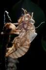 Exuvia di Cicala Exuvia di Cicala