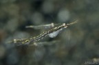 Mysis sp. Mysis sp.