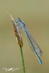 Femmina di Coenagrion