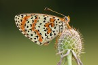 Melitaea didyma