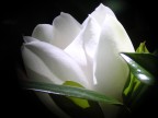 Magnolia Magnolia