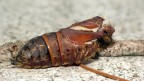 Sono tornato 4 gg dopo per seguire gli sviluppi e fare macrofoto migliori del bozzolo...ma aime' il suo occupante se ne era andato lasciandomi con un palmo di naso :(
Se qualcuno di Voi non mi aiuta non sapr' mai chi ne era l'occupante aime' :(
