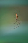 Tetragnatha Tetragnatha