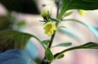 Ciliatum Ciliatum