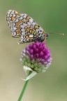 Melitaea phoebe Melitaea phoebe