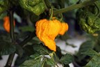 Moruga Yellow-Peperoncini piccanti Moruga Yellow-Peperoncini piccanti